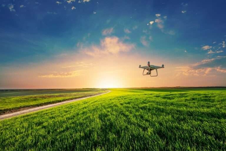 Drone flying over corn field