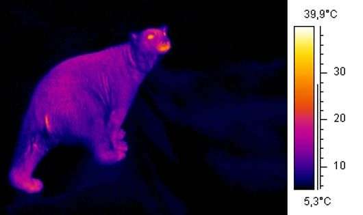 thermal imaging of a bear