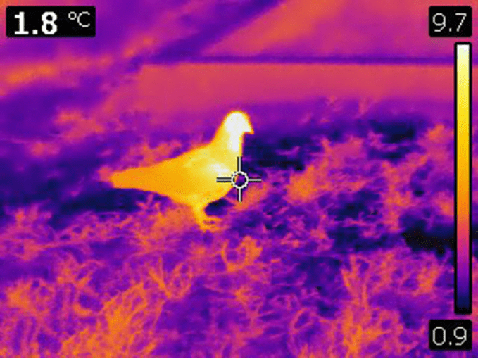 thermal wildlife imaging