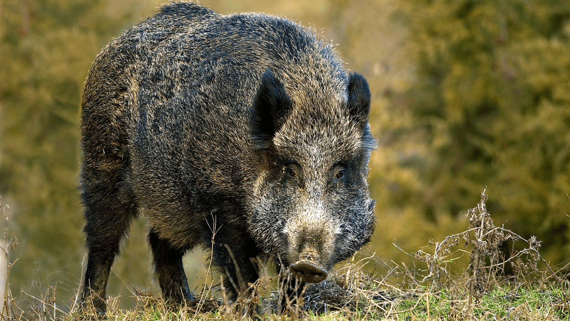 Wild boar hunting