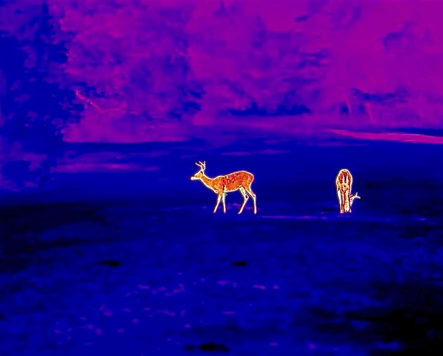 Color thermal image of deer in a field