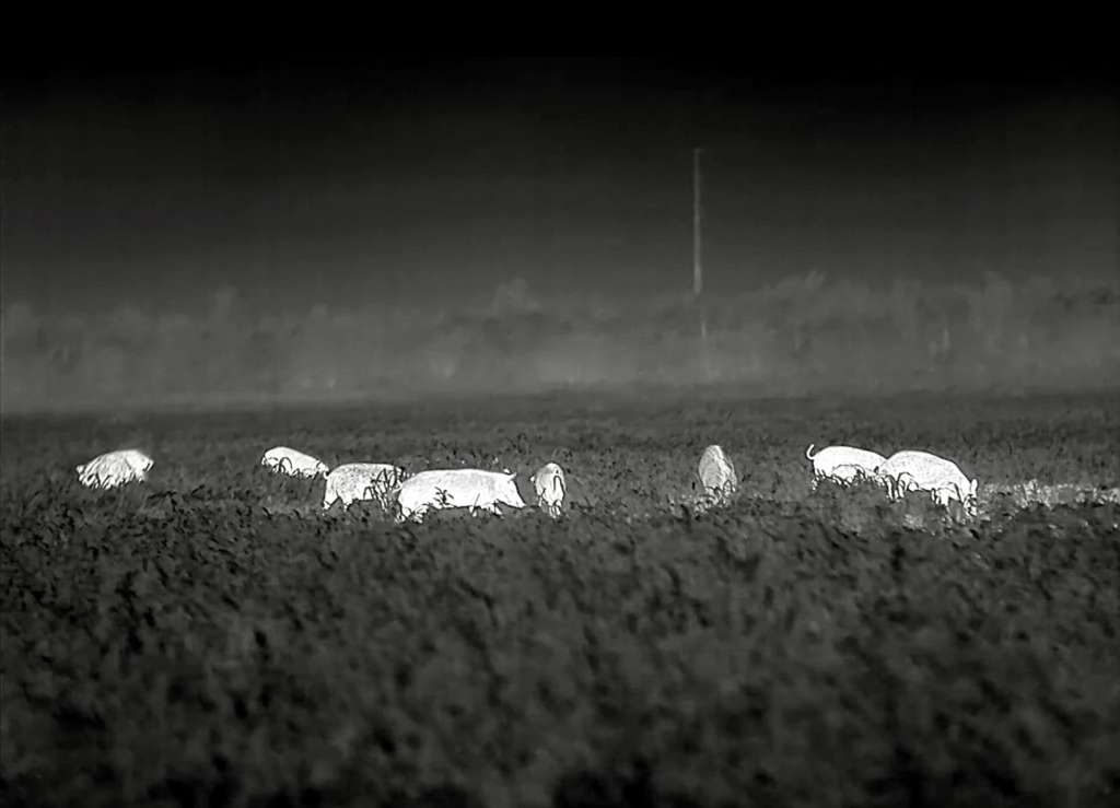 thermal image of wild pigs in a field
